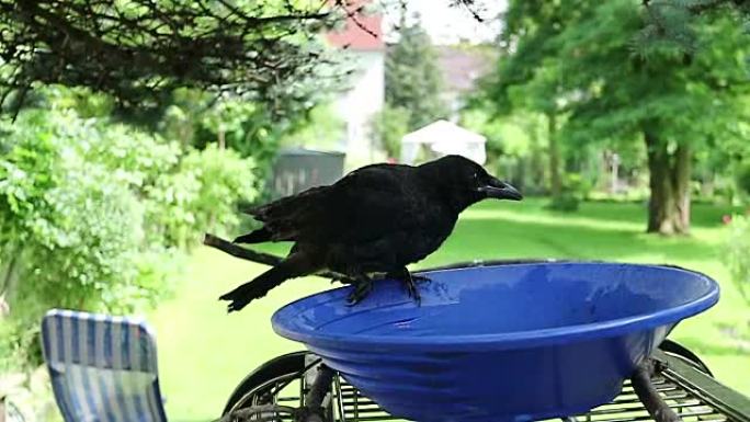年轻的黑乌鸦洗澡。Corvus corone。