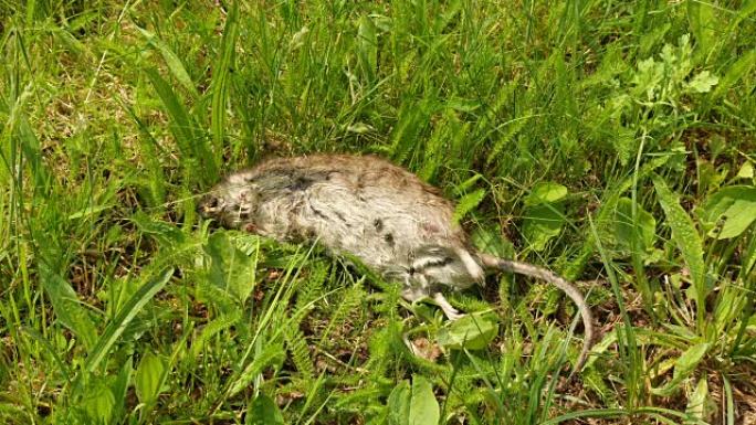 死棕色老鼠褐家鼠，上面爬着苍蝇，绿色植物背景。