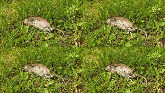 死棕色老鼠褐家鼠，上面爬着苍蝇，绿色植物背景。