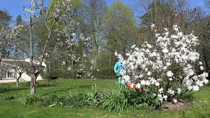 春天白花之间的人修剪草坪