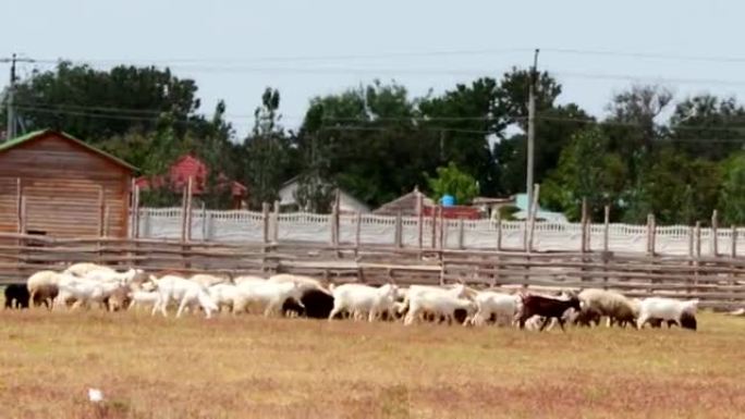 狗的牧羊人在田野上feedeth绵羊和公羊