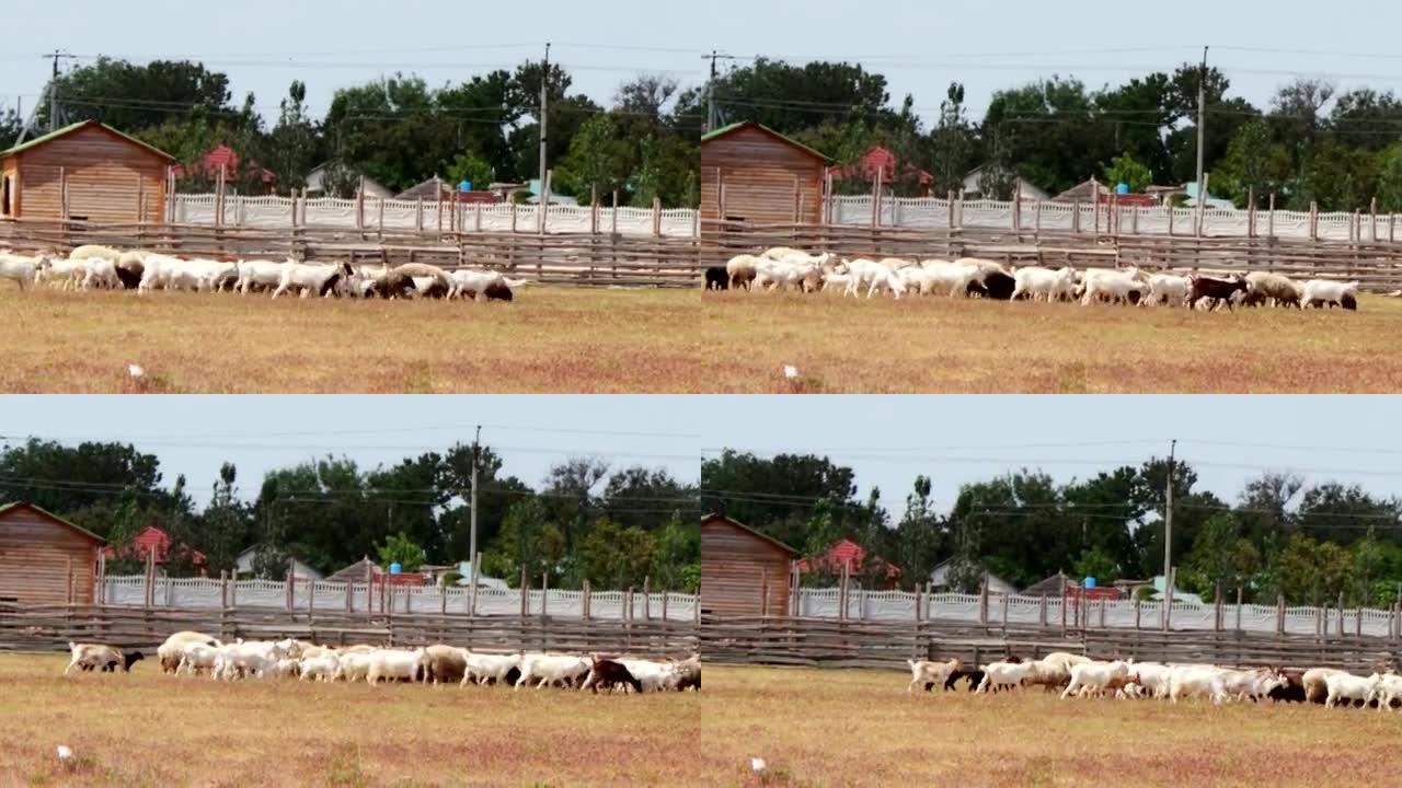 狗的牧羊人在田野上feedeth绵羊和公羊
