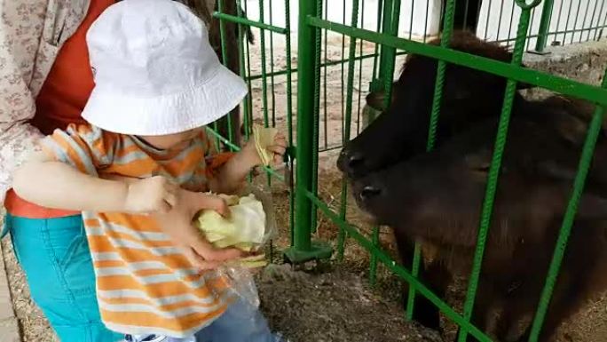 妈妈和宝宝喜欢喂小牛和山羊