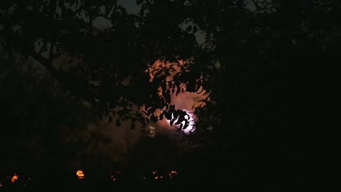 烟花在夜空与树木的轮廓在前景