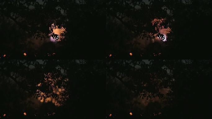 烟花在夜空与树木的轮廓在前景