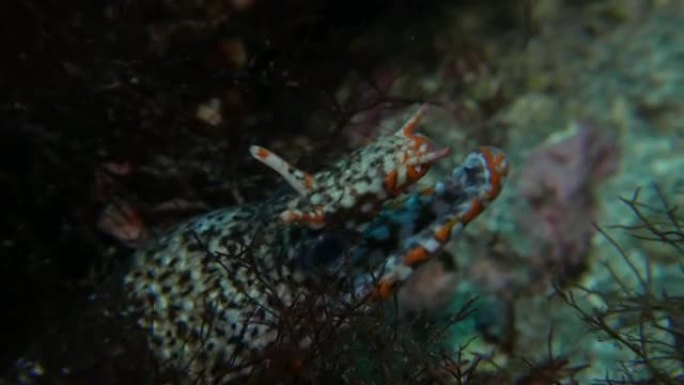 龙海鳗 (豹海鳗) 海底