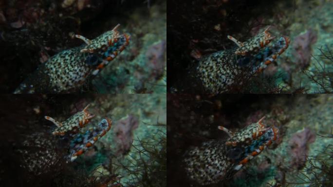 龙海鳗 (豹海鳗) 海底