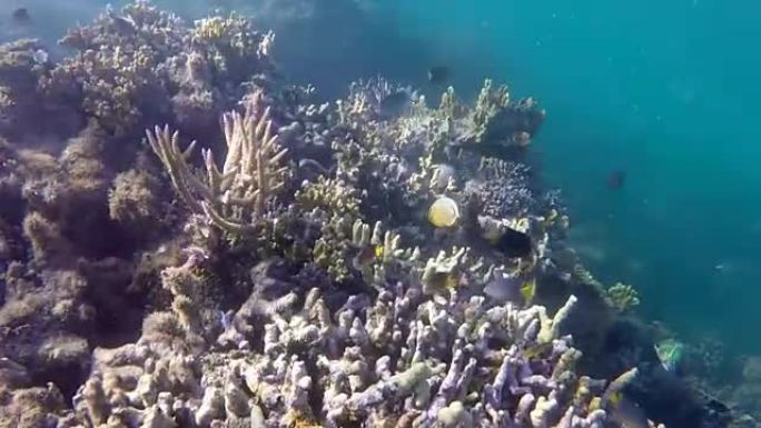 热带鱼在斐济的珊瑚礁游泳