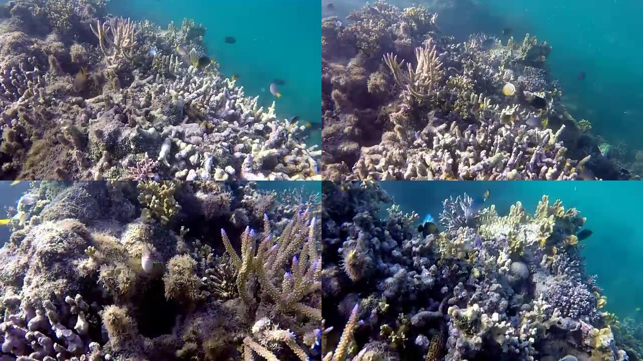 热带鱼在斐济的珊瑚礁游泳