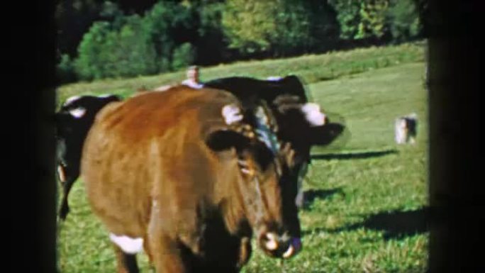 1957: 奶牛行走风景秀丽的夏季绿色农田。