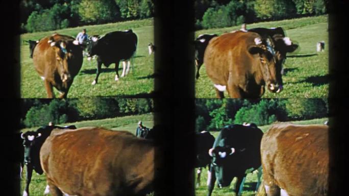 1957: 奶牛行走风景秀丽的夏季绿色农田。