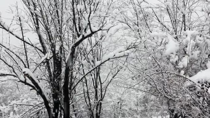 雪中的降雪和树木