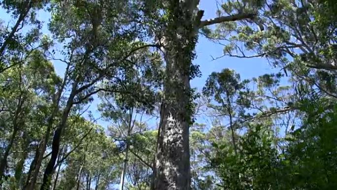西澳大利亚州玛格丽特河森林的一棵大树倾斜