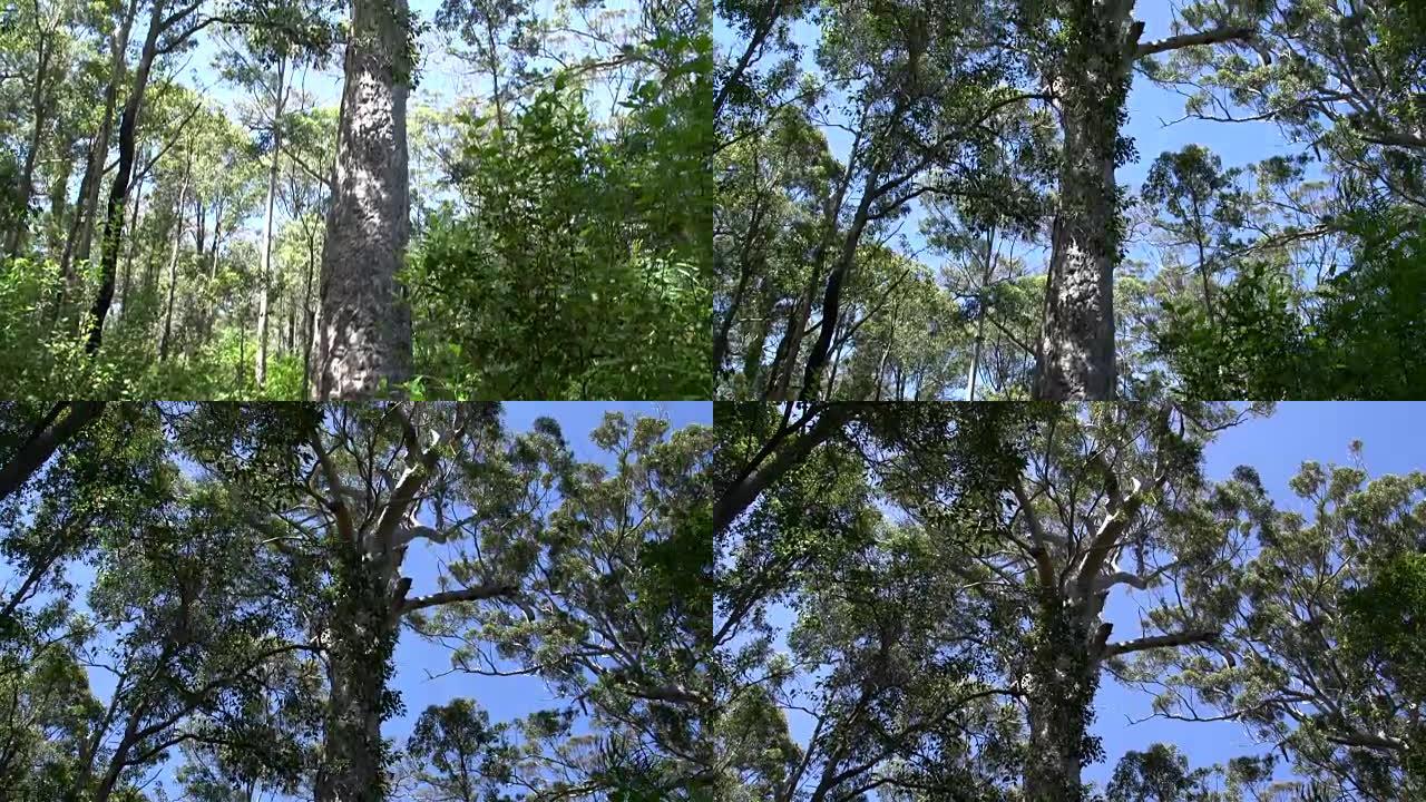 西澳大利亚州玛格丽特河森林的一棵大树倾斜