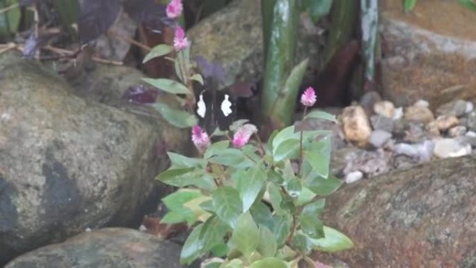 一只蝴蝶围绕一朵花飞翔的特写镜头