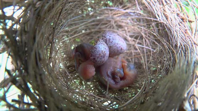 巢中的新生幼鸟。鸟巢上的小鸟