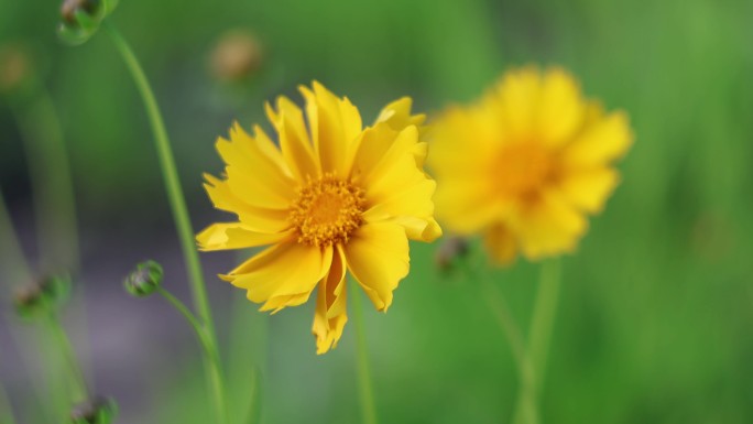 向阳花 黄花