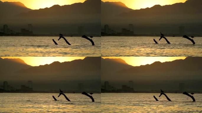 鸟类在海洋中等待日出