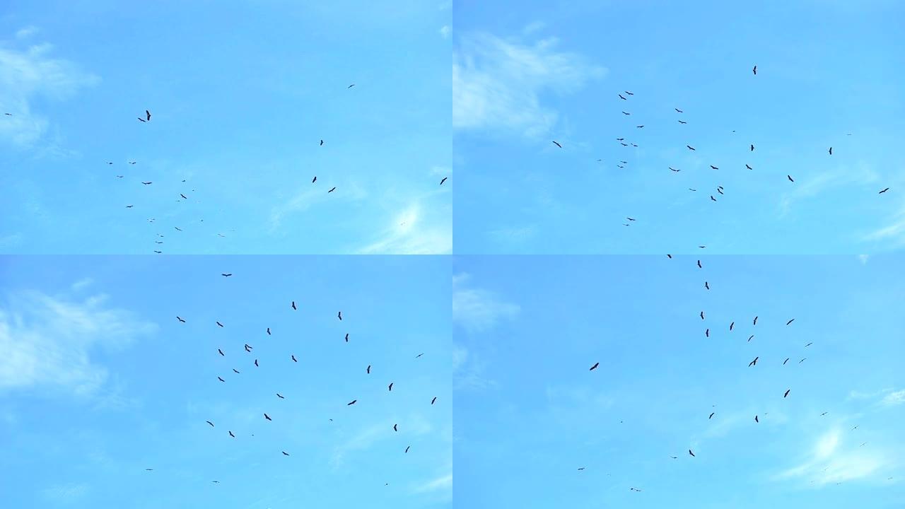 一群鸟在蓝天下飞翔