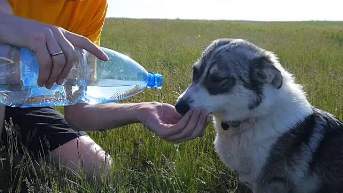 狗从大自然的男人手中喝水
