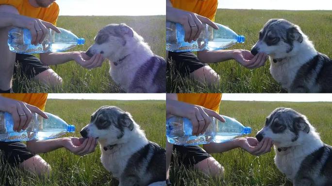 狗从大自然的男人手中喝水
