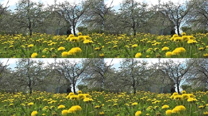 老房子和开花花园