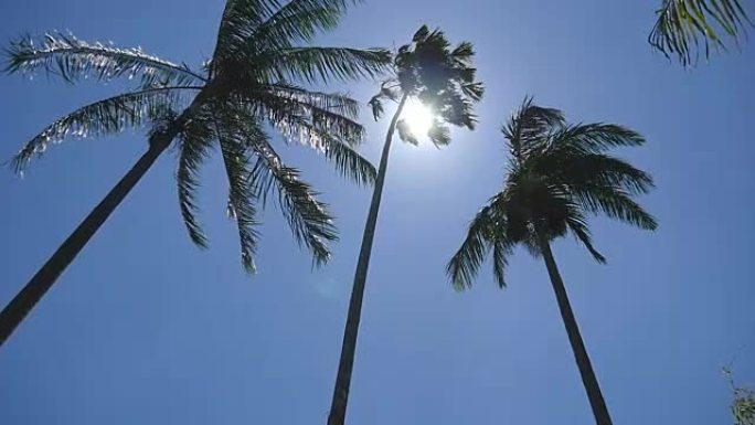 寻找斯里兰卡的棕榈树。风震动了棕榈树。慢动作
