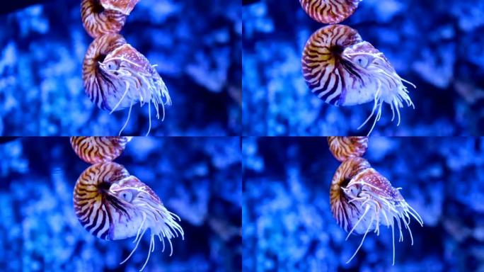 水族馆中的鹦鹉螺