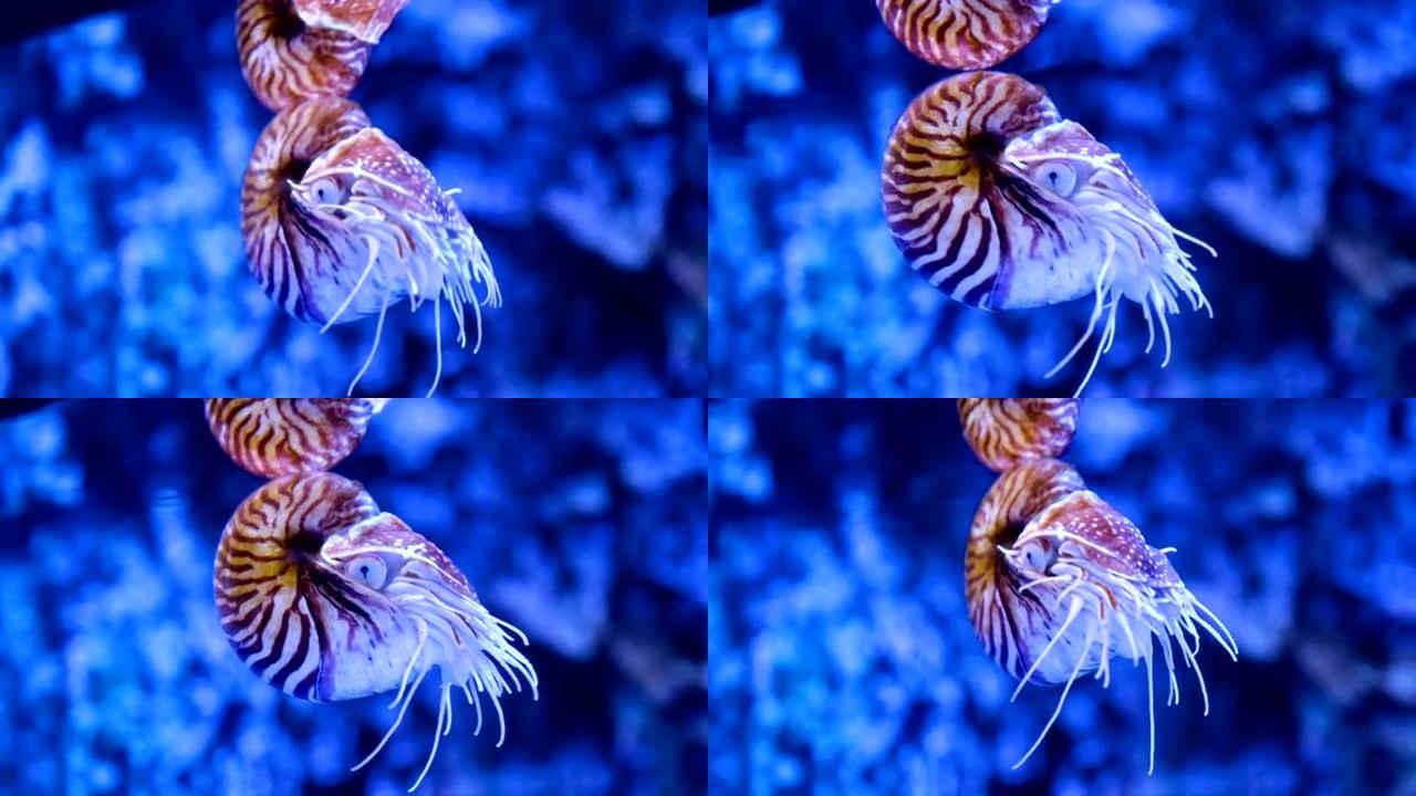 水族馆中的鹦鹉螺