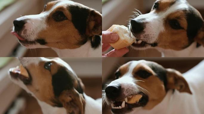 狗吃，咬和舔冰淇淋