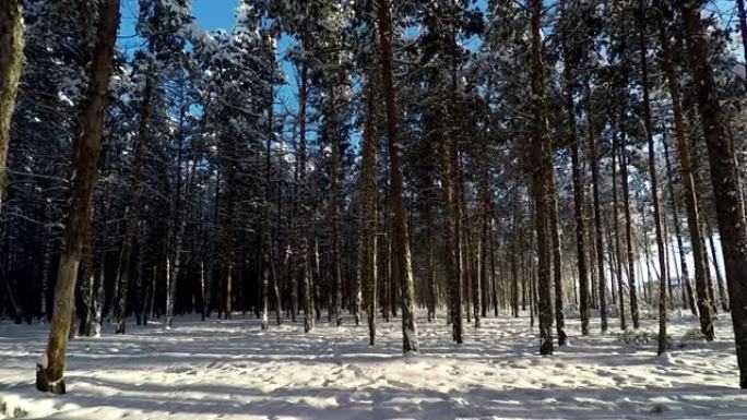 男人在美丽的白雪皑皑的森林里散步。高质量高清视频素材