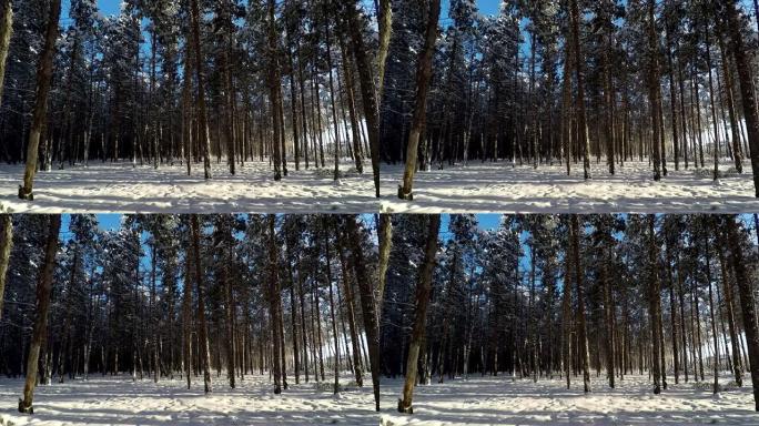 男人在美丽的白雪皑皑的森林里散步。高质量高清视频素材