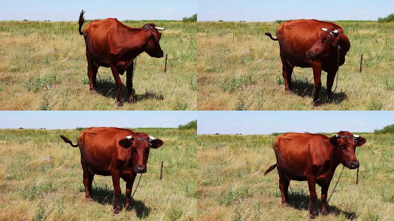 夏季在草地上放牧的大角红牛