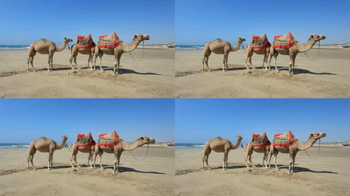 摩洛哥海滩上的骆驼
