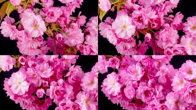 粉红色樱花树花