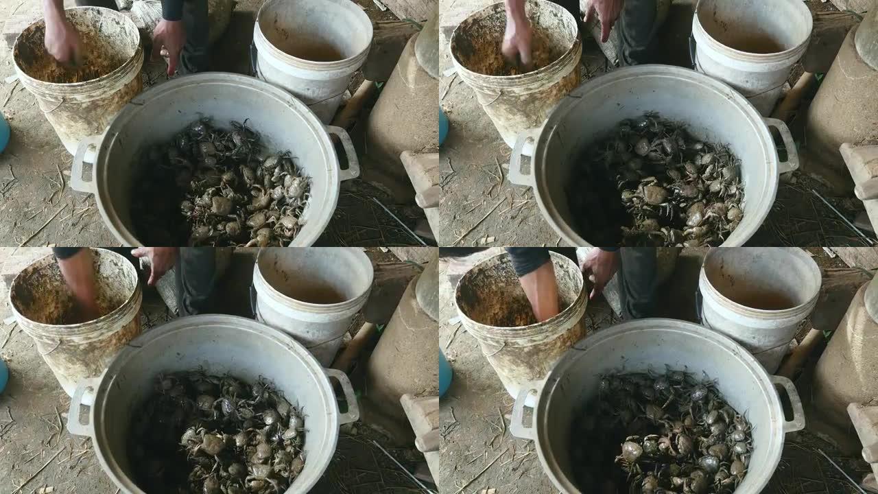 稻田里捉到的泥蟹被捕蟹者扔进桶里