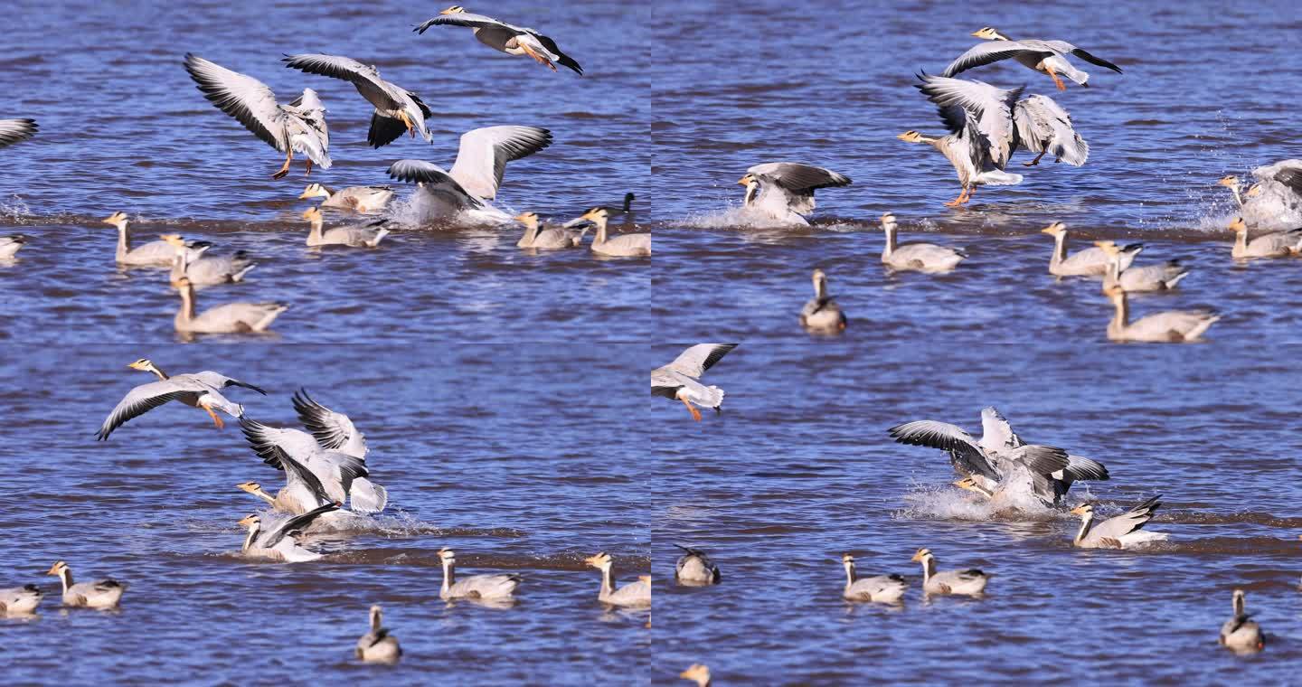 斑头雁降落在湖面的升格视频