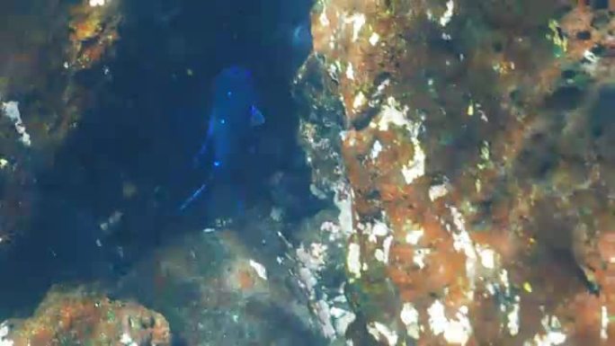 加拉帕戈斯群岛圣达菲岛的巨型墨西哥雀鲷