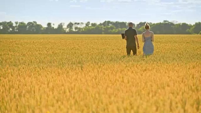 Farmers walking in wheat field. Agricultural worke