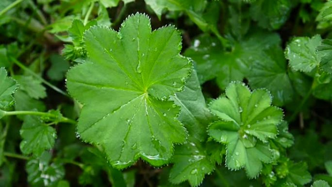 绿色金花植物，有雨滴。普通ladys地幔是欧洲的多年生草本植物。特写镜头静态相机