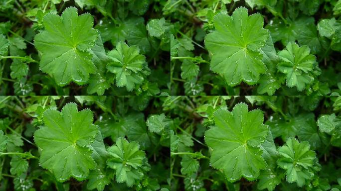 绿色金花植物，有雨滴。普通ladys地幔是欧洲的多年生草本植物。特写镜头静态相机