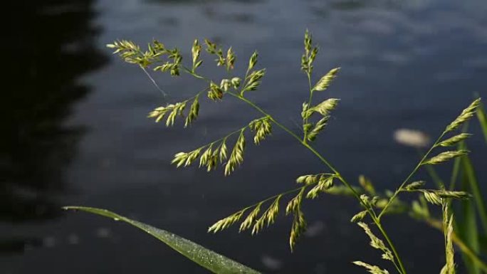 Detail of Grass in Front of Water Surface of River