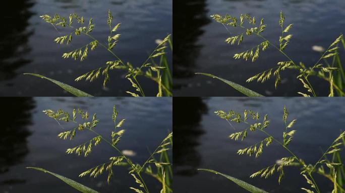 Detail of Grass in Front of Water Surface of River