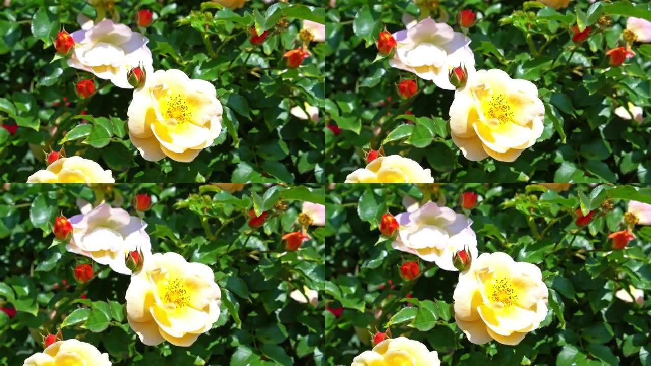 美丽的杂交茶玫瑰