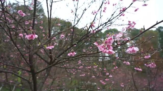 樱花清晨慢动作盛开粉红色日本樱花