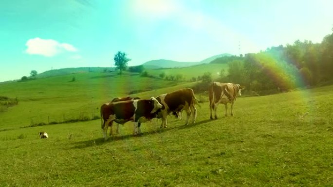 奶牛在绿色的草地上散步，吃草。几张不同视角的照片。