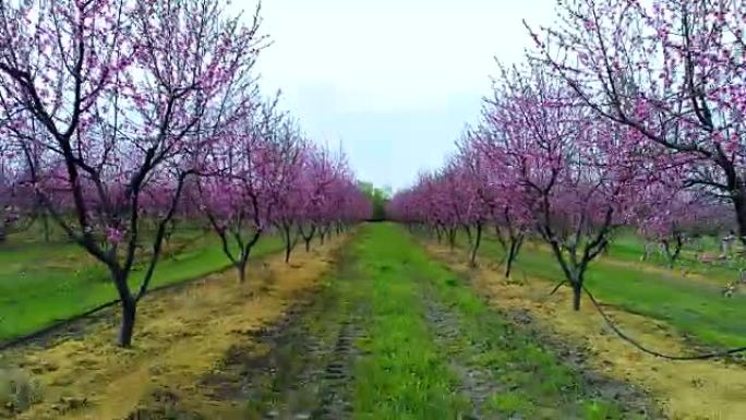 乡村果树开花的鸟瞰图。桃子和油桃树，欢快的树