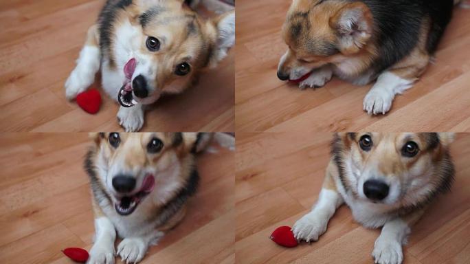 一只可爱的爱狗带着一颗红色的心祝贺情人节，所有的情人节。