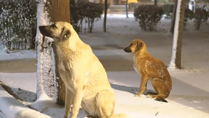 被遗弃的狗在冰雪覆盖的公园中严寒