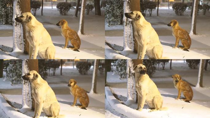 被遗弃的狗在冰雪覆盖的公园中严寒
